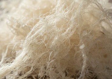Close-up of natural konjac fiber