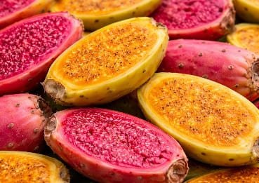 Colorful prickly pear cactus fruit